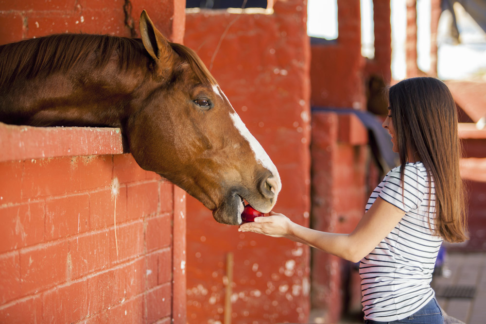 horse shopping