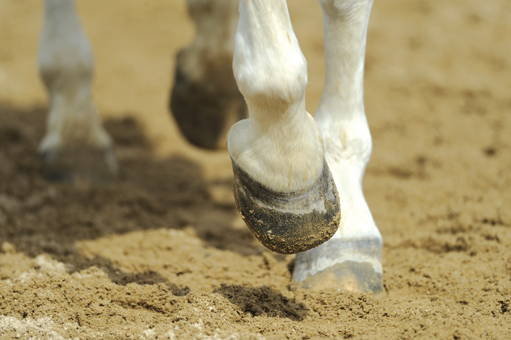 barefoot horse