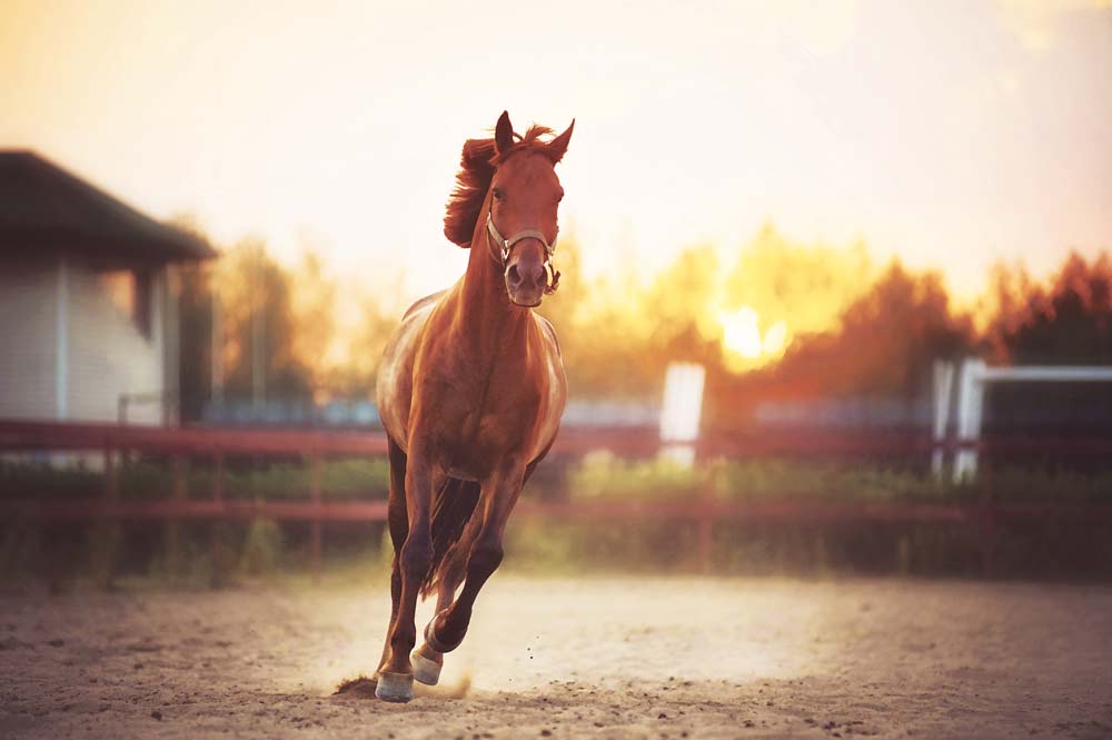 Does your horse need to detox?