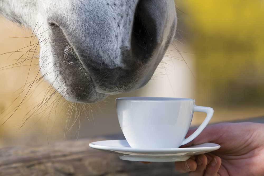 herbal tea horse