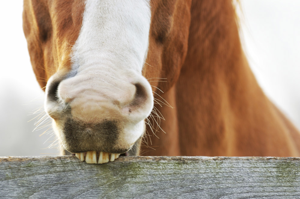 horse cribbing