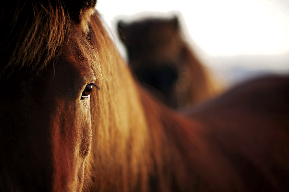 aggressive horse