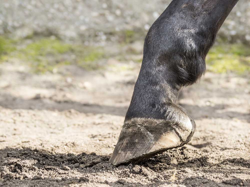 a healthy hoof