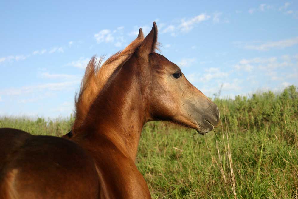 horse in field cold therapy