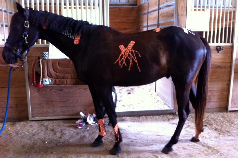 Kinesiology tape for horses