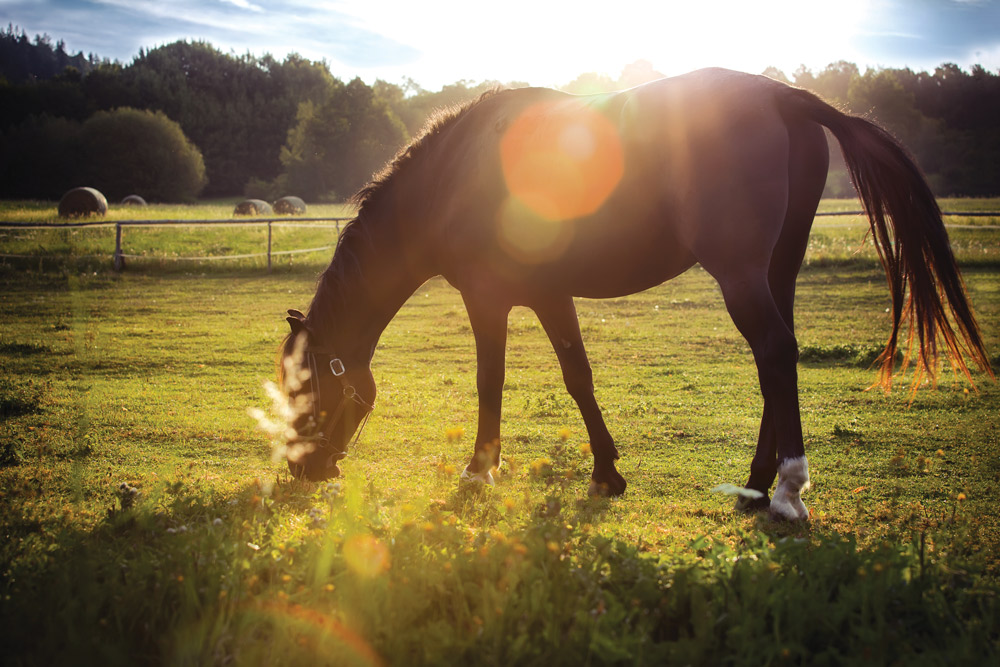 color therapy for horses