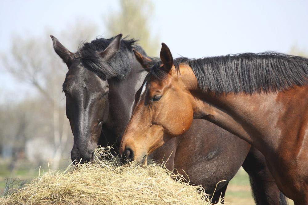 forage for horses