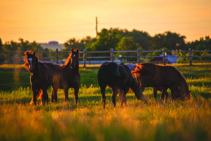 Sometimes hay just isn’t enough. Here’s how equine supplements can help horses get the nutrients they need to thrive.