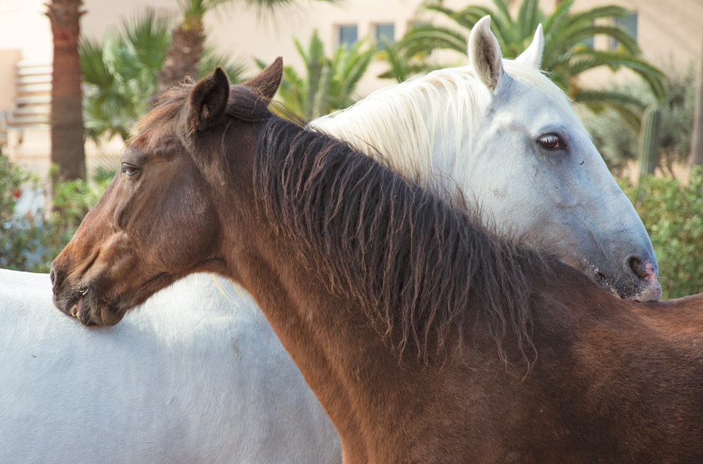 horses also experience grief