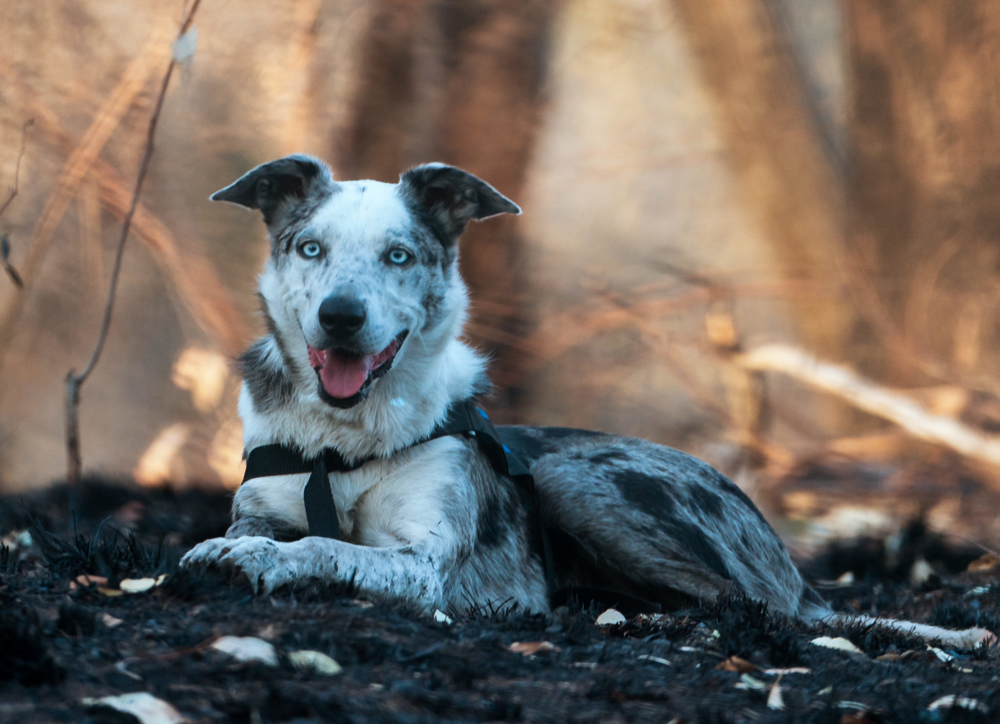 Koala detection dog rescuing wildlife from Australian bushfires