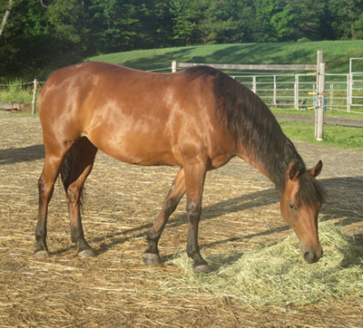 phosphorous constitution in horses