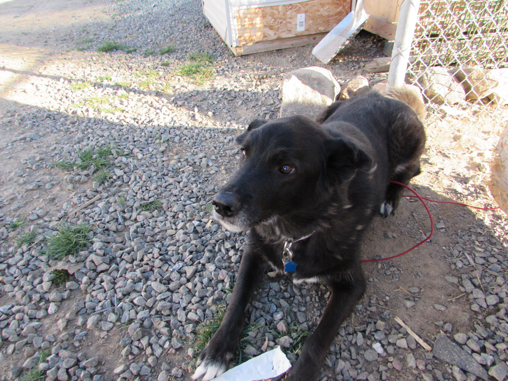 iqaluit humane society
