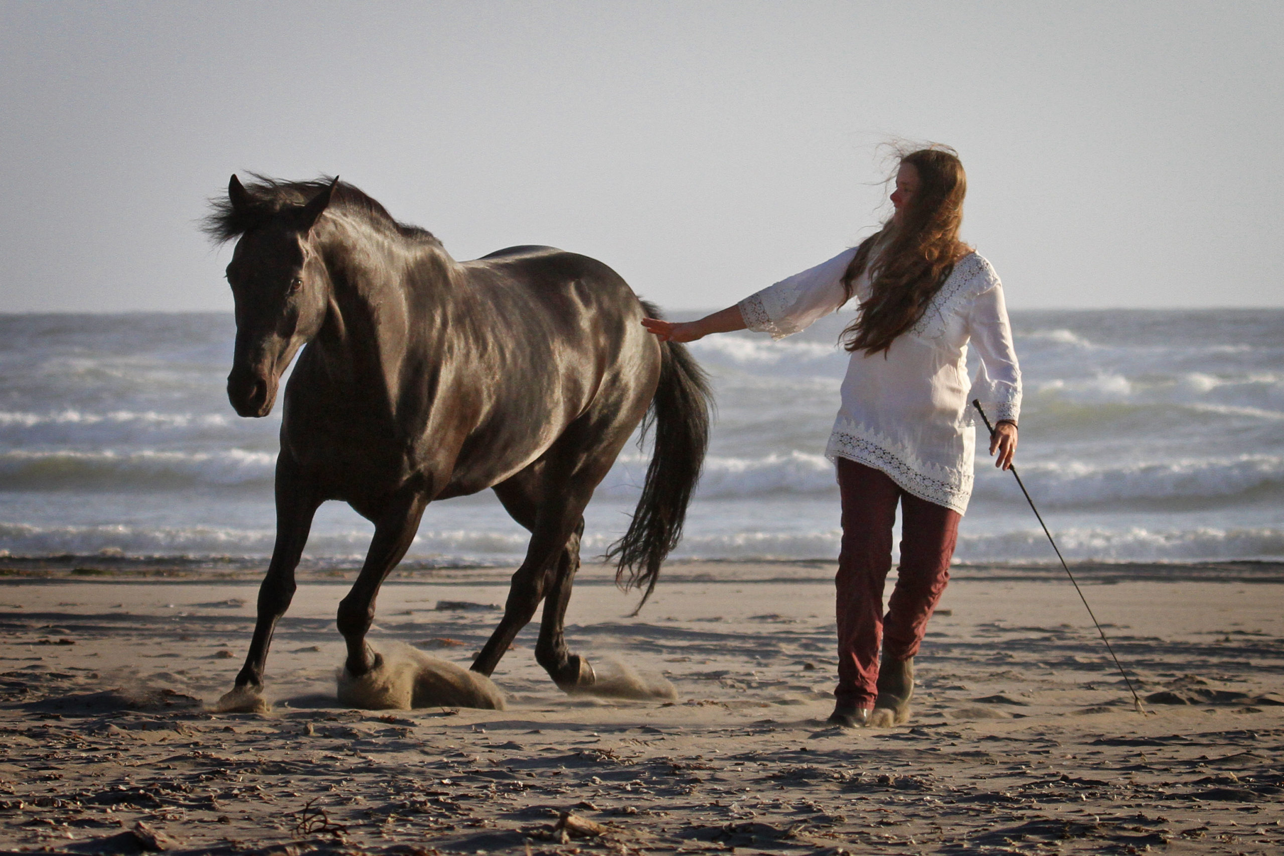 liberty horse training