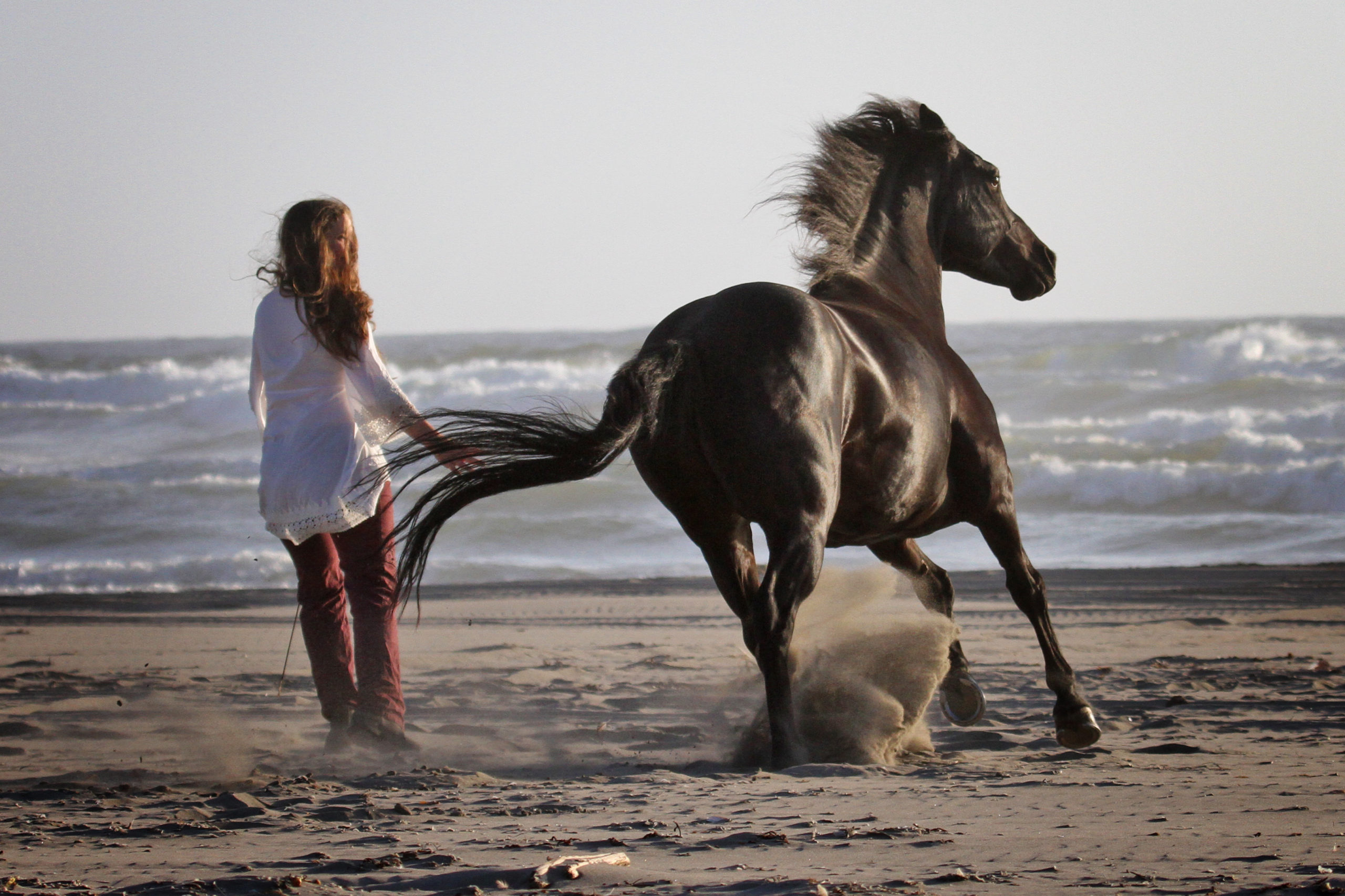 liberty horse training