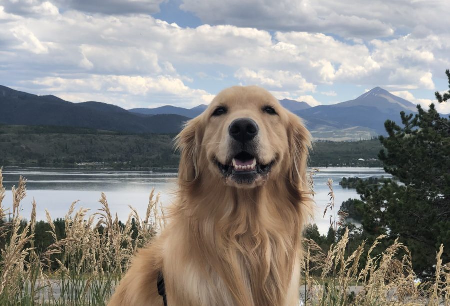 Celebrity golden retriever, Glee, is on a tour to raise the spirits of a hurt nation