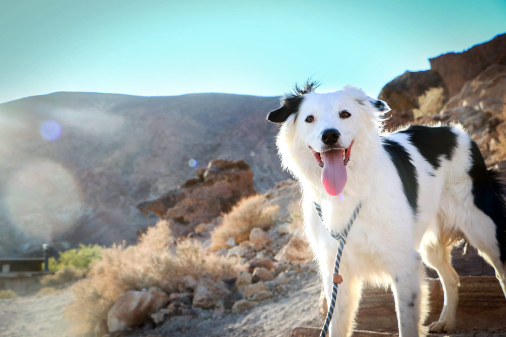 Hero — The Super Collies