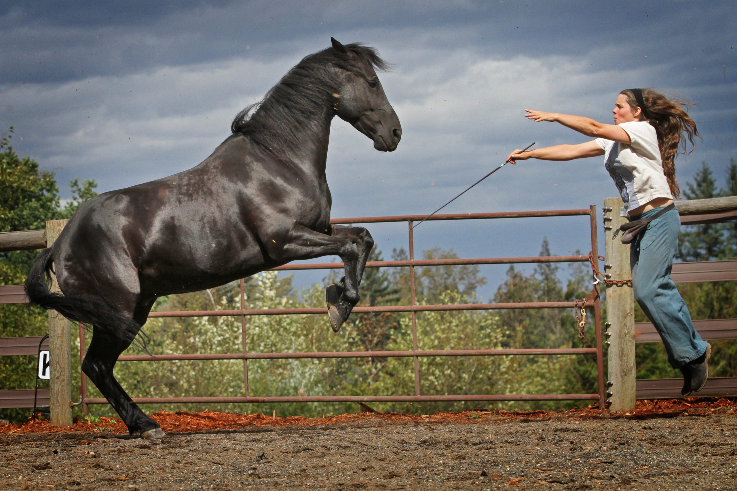 liberty horse training