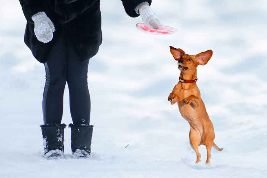 What to look for in a pet-safe ice melt