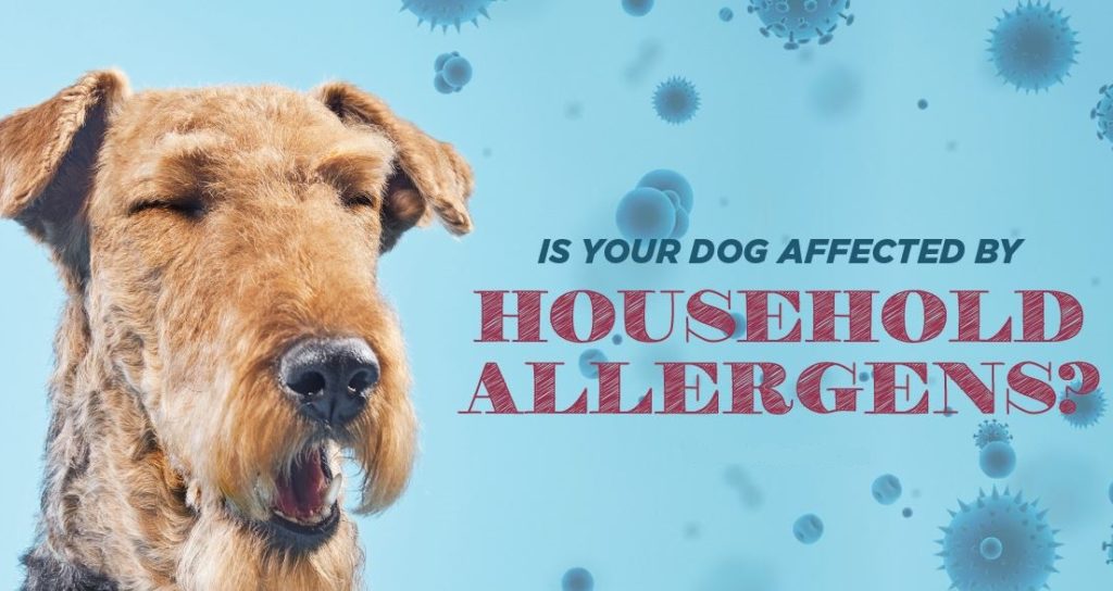 Is your dog affected by household allergens?