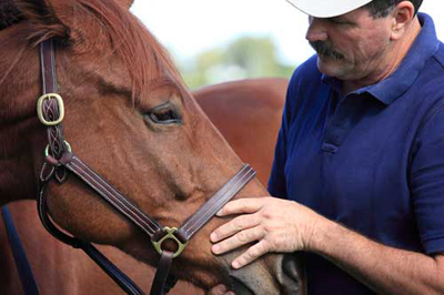 Equine Body Language
