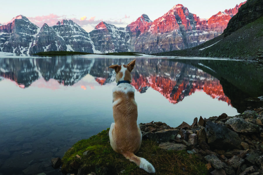 Jasper — adventure instagram dog