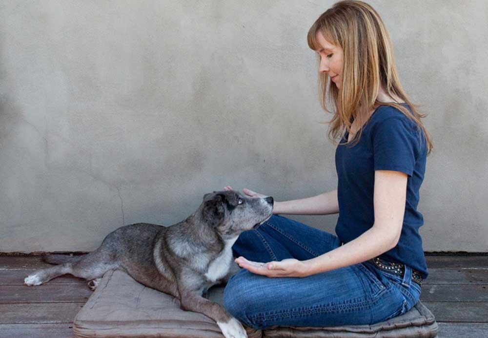 reiki for shelter animals