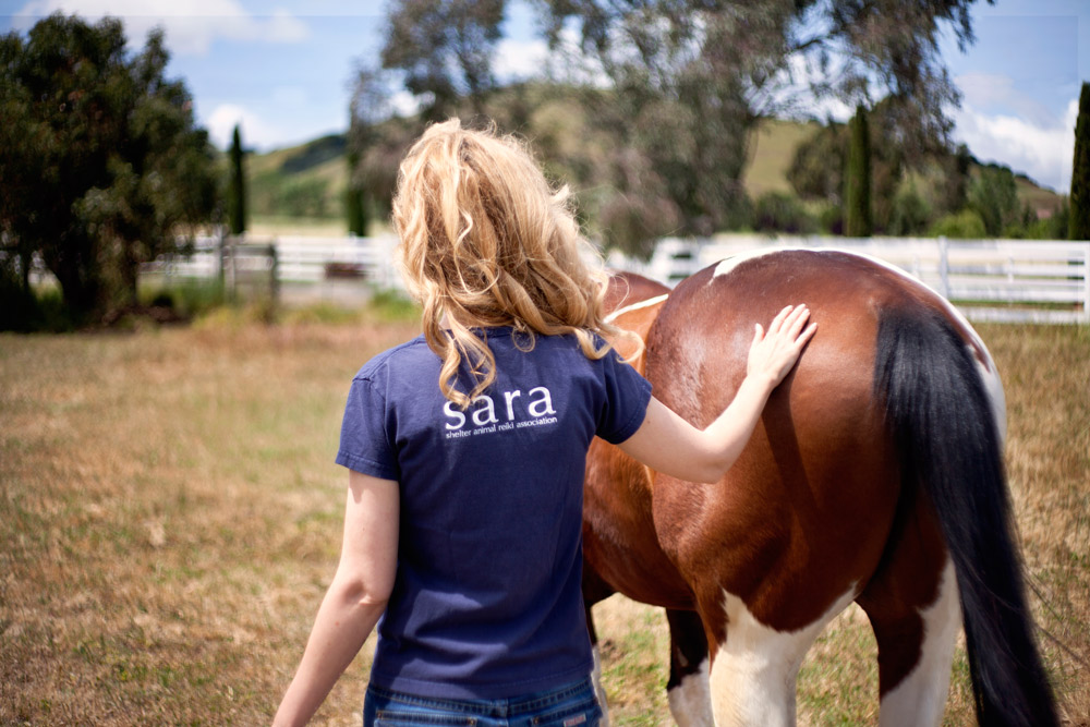 Equine rehabilitation with Reiki