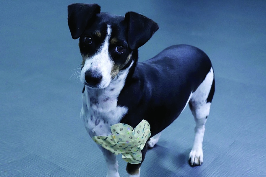 Tape: a valuable item in the veterinary toolbox