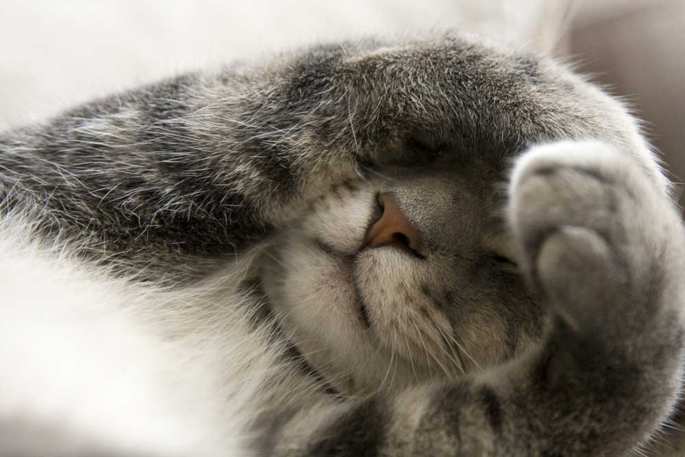 Stress-free holiday tips for your cat