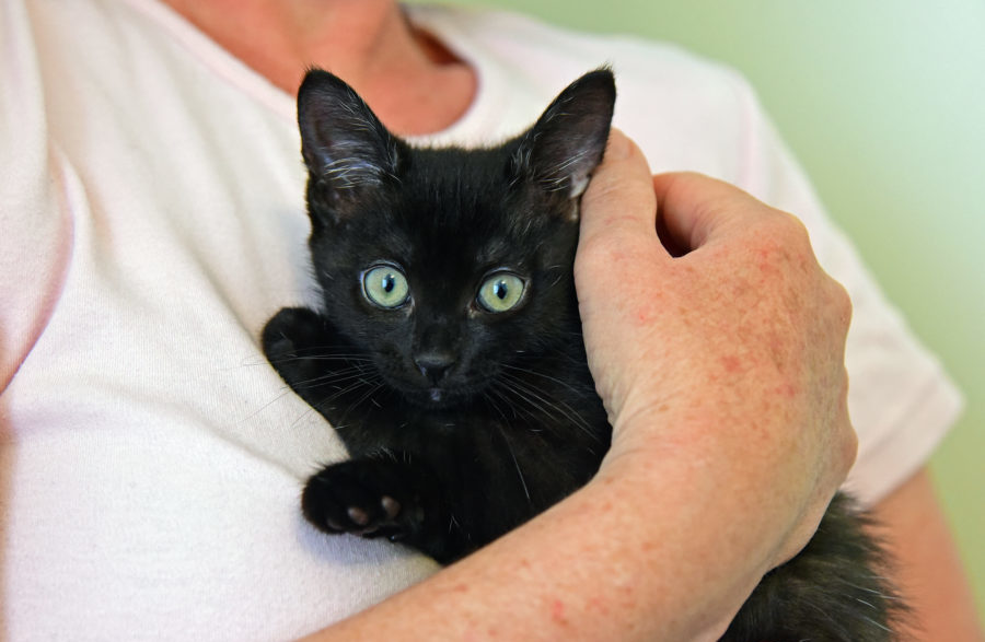 Help turn kitten season into foster season