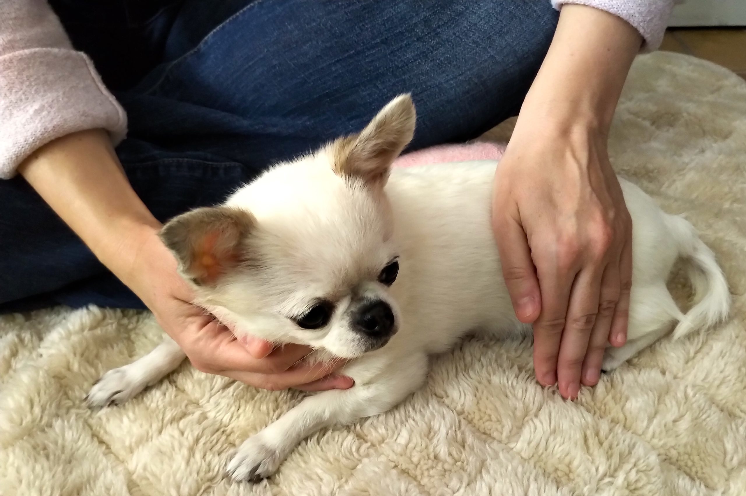 Relieving anxiety in your pet with massage therapy