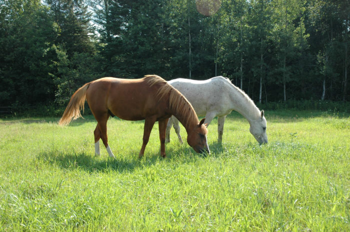 how eating affects your horse