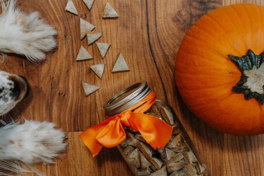 Pumpkin spice dog treats