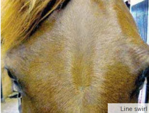 Line-Swirl