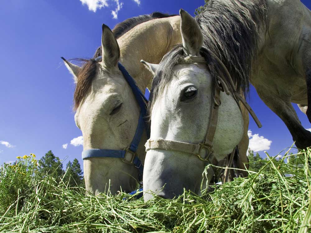 senior horse diet