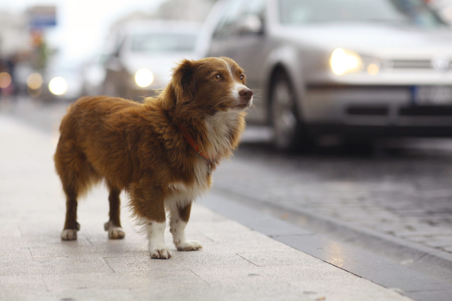 Dog tracking technology