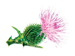 milk thistle naturopathic oncology