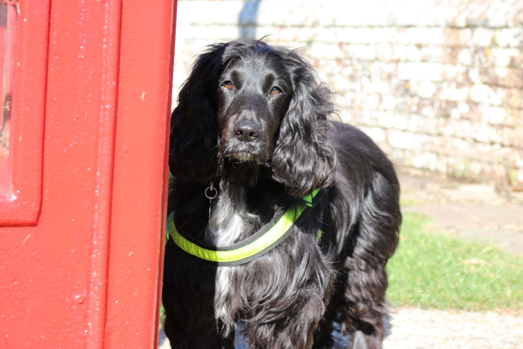 The true story of the amazing dog who rescues cats