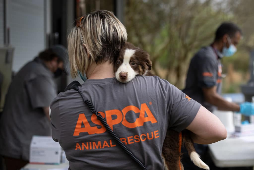 Animal Control Officers – the unsung heroes of animal rescue