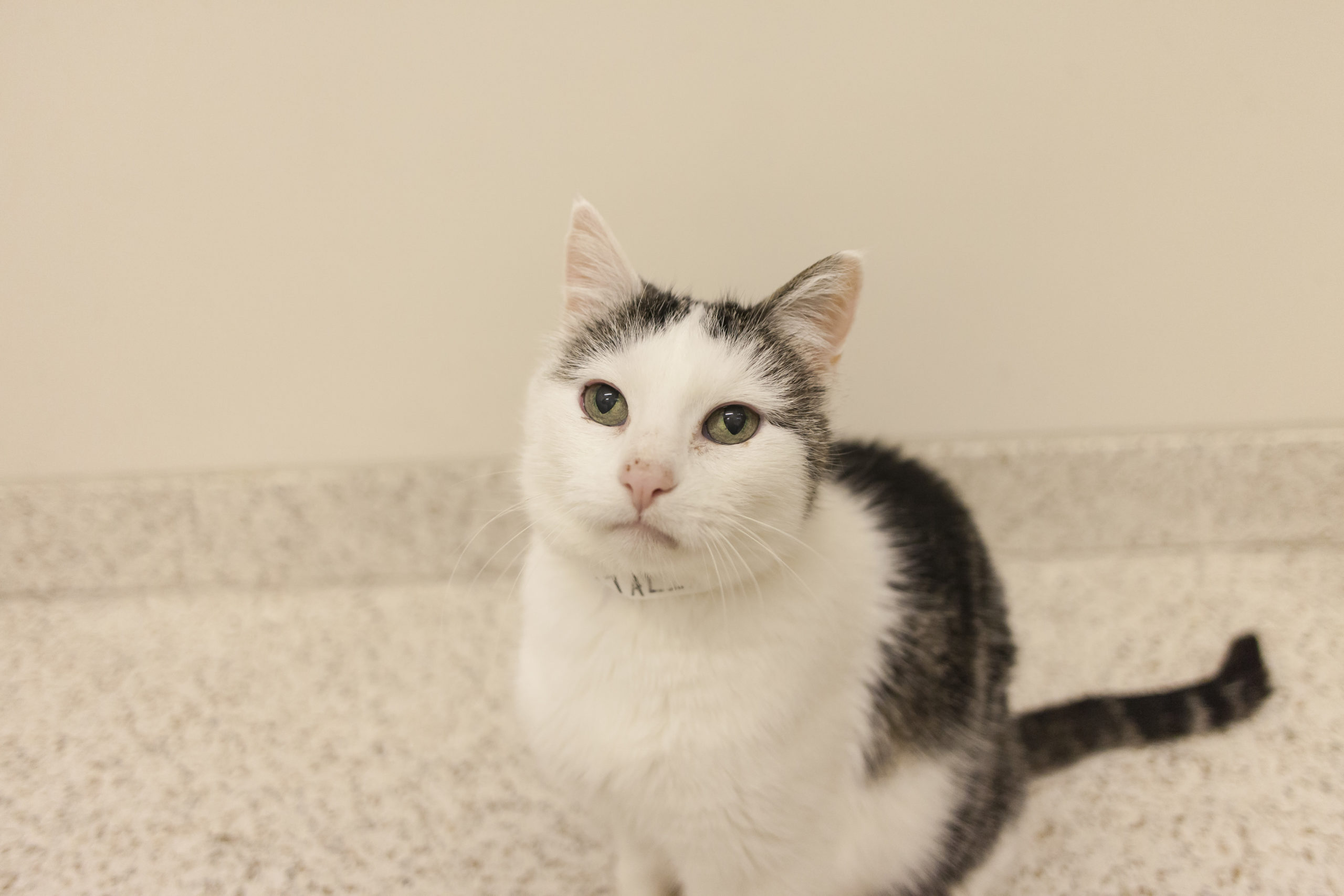 Four reasons to give senior cats a lifesaving chance