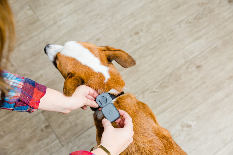 Activity trackers for dogs