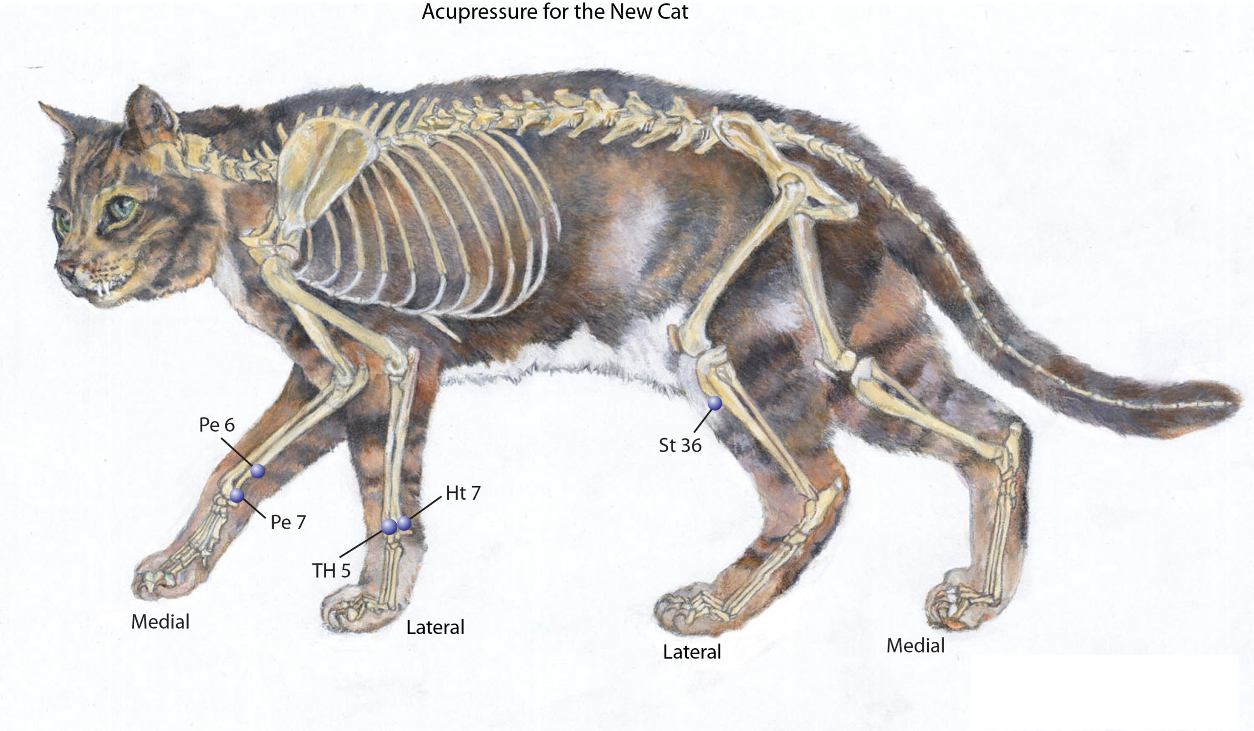 New Cat Acupts