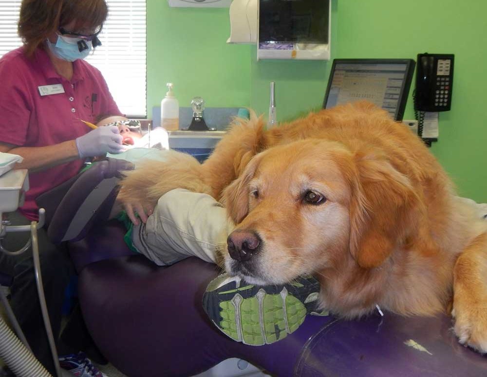 dental therapy dog