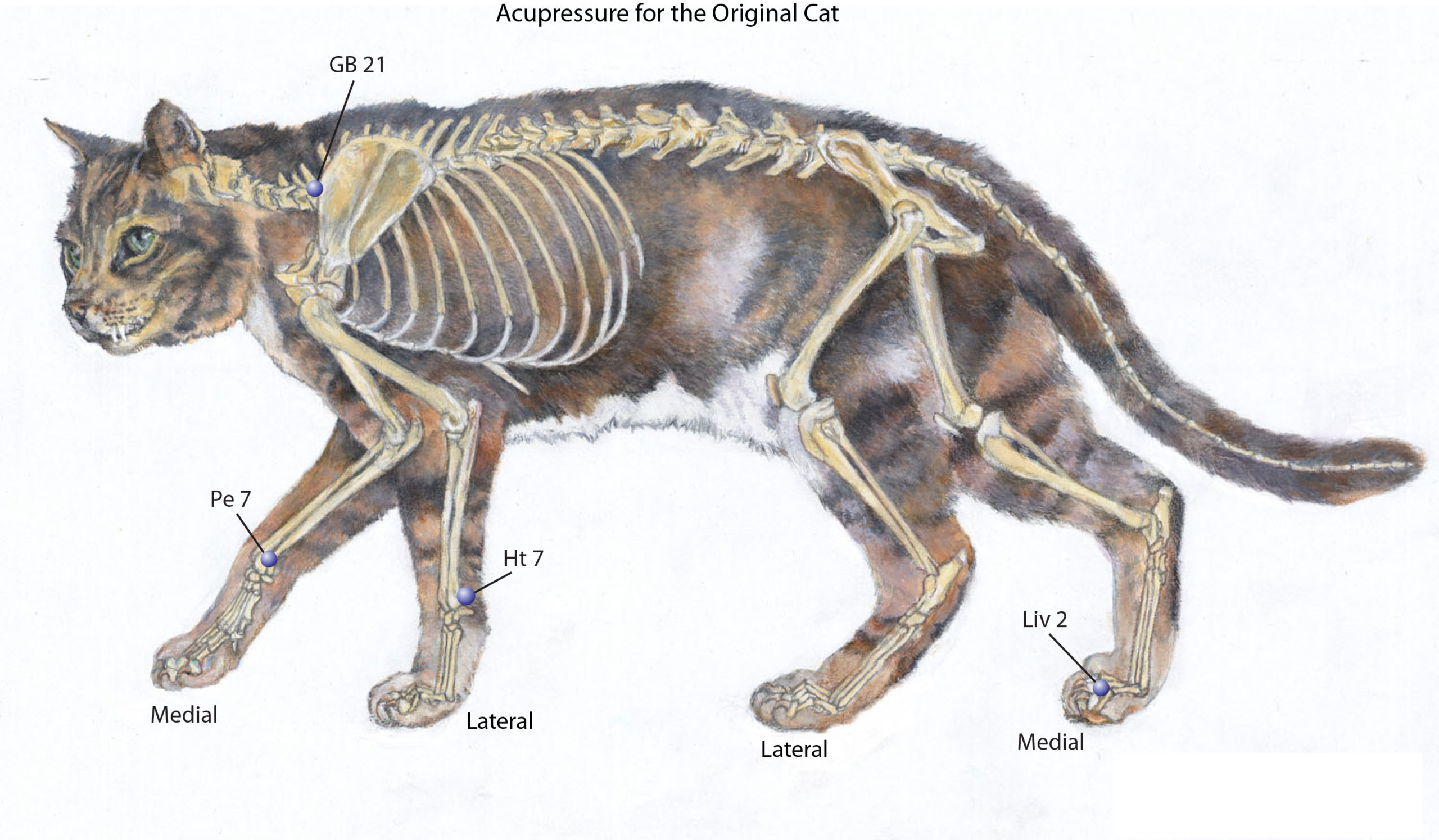 Original Cat Pts