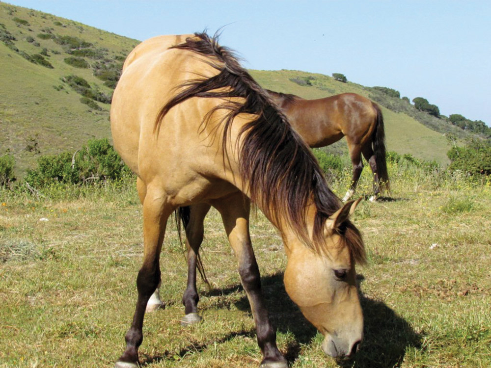 paddock paradise