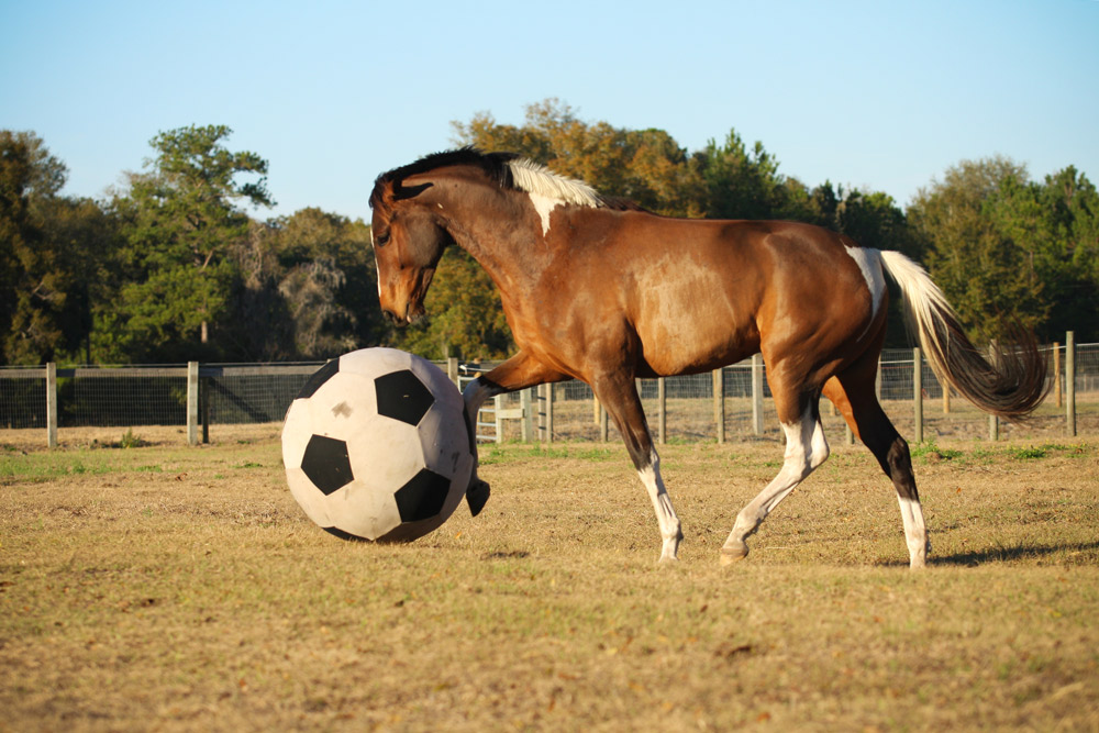 horse at play