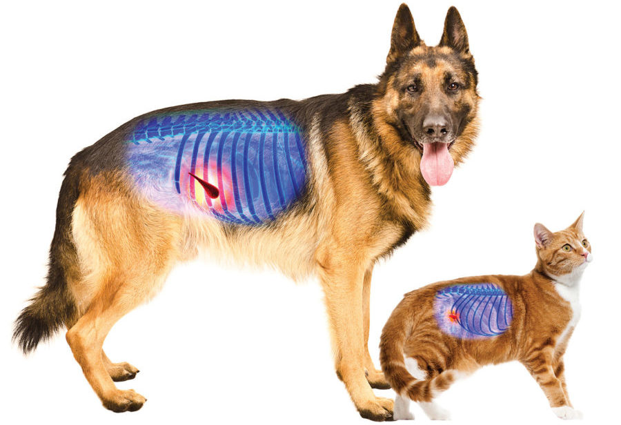 Does your dog or cat have pancreatitis?