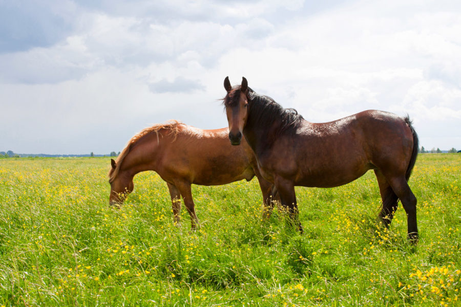 Abnormal equine posture