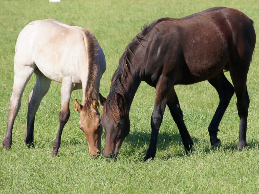 Why vitamin E is critical for horses