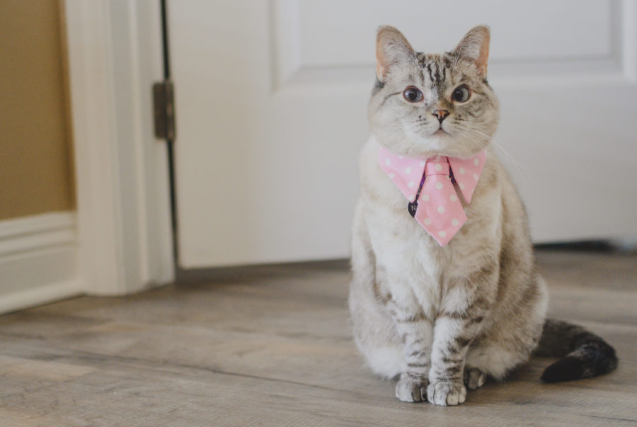 Nala Cat earns Guinness World Record